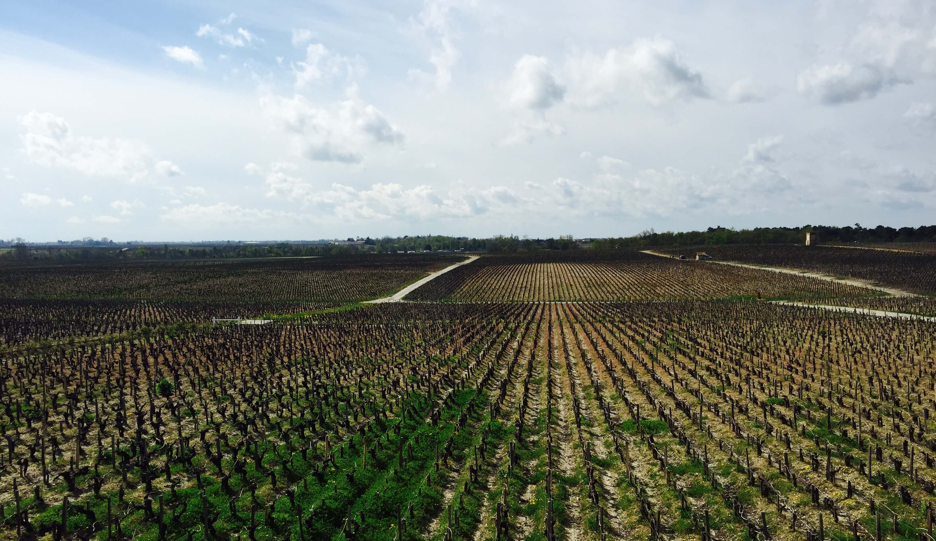 Pauillac Vineyards