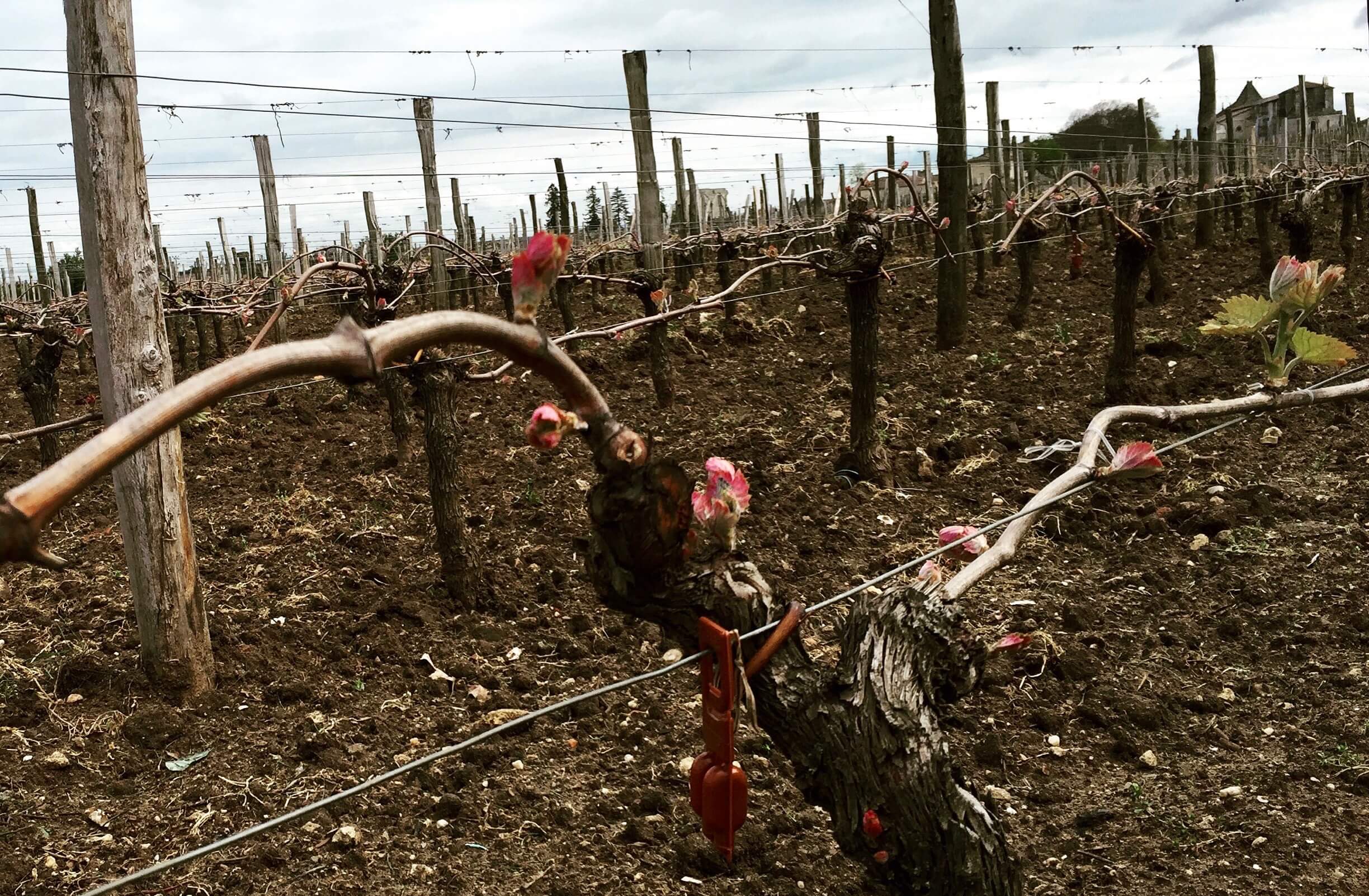 Vine at Chateau Canon