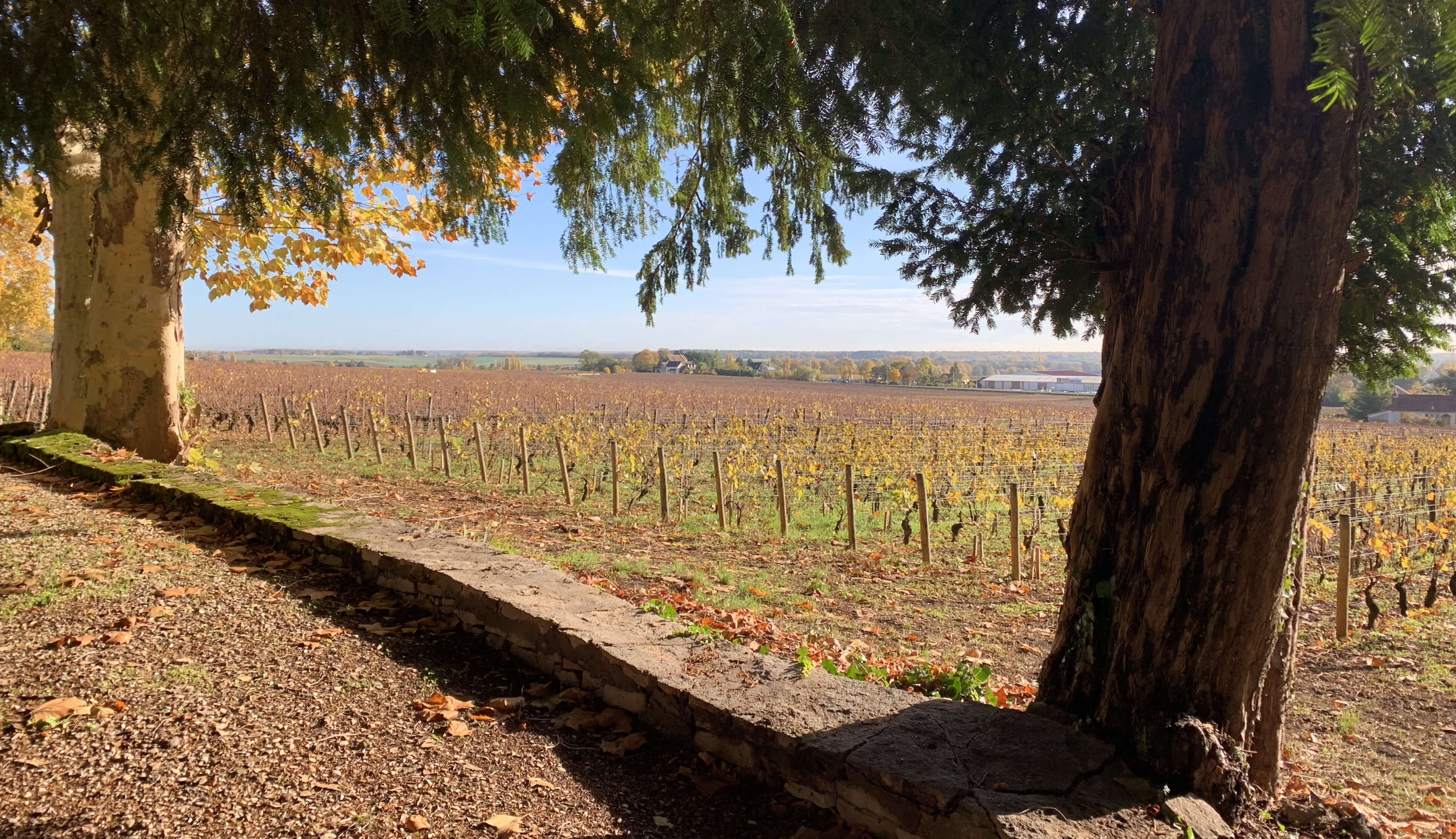 Aloxe Corton