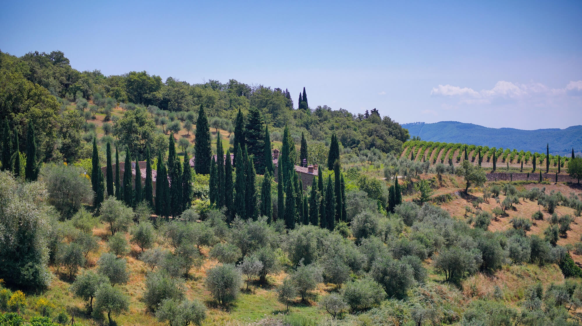 Brunello 2014